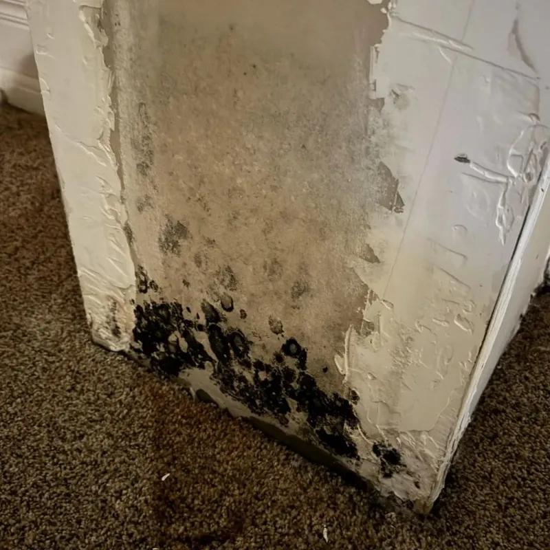 Professional Mold Removal in Woodsboro, MD